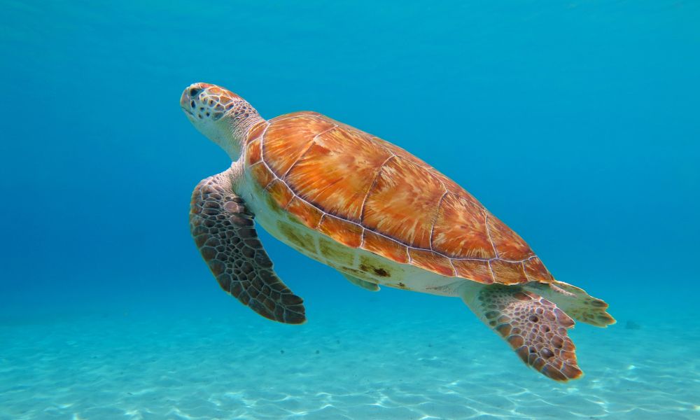 /api/cms/uploads/Caretta_Caretta_Turtles_35dc14bbdb.jpg