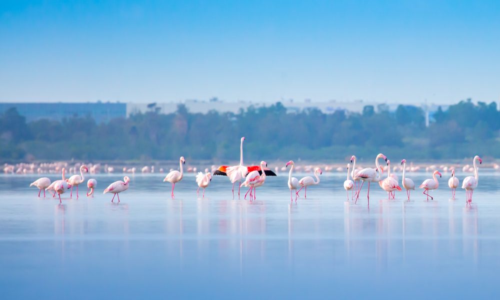 /api/cms/uploads/Larnaca_Salt_Lakes_67c0e7b374.jpg