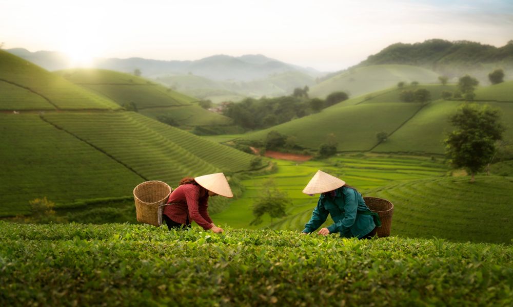 /api/cms/uploads/Vietnam_tea_867a425755.jpg