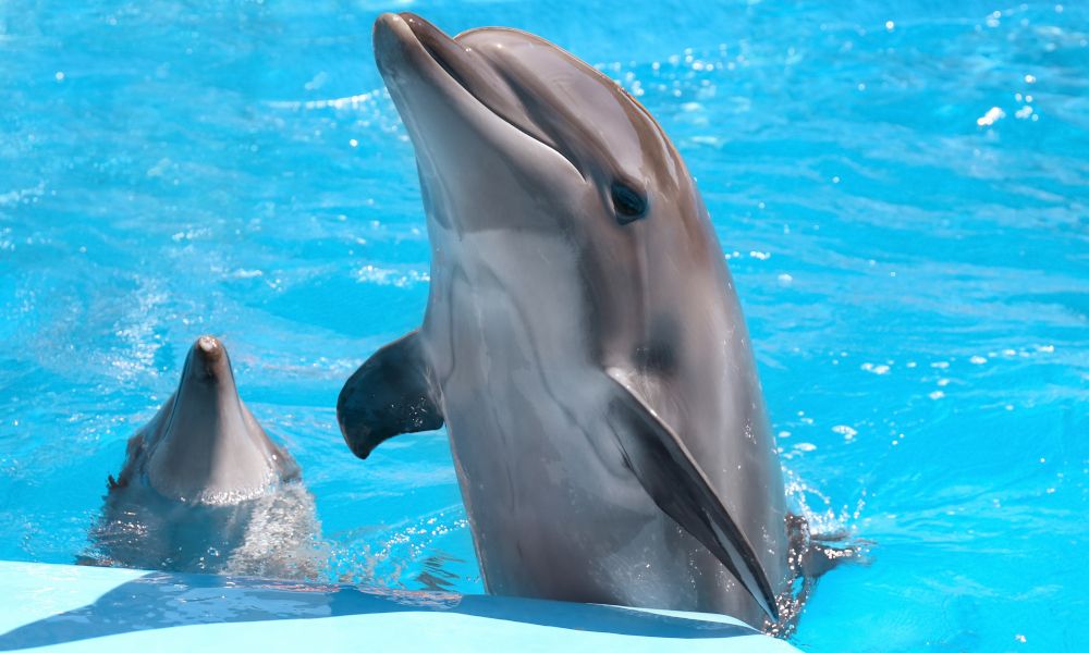 /api/cms/uploads/dolphins_1_41f3c6db28.jpg