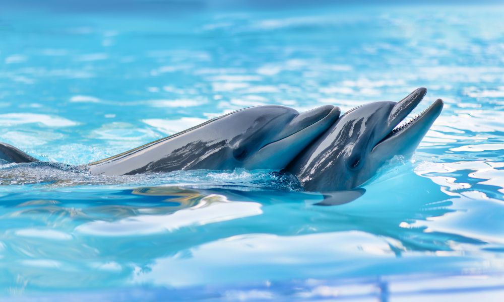 /api/cms/uploads/dolphins_2_90ea42eeb0.jpg