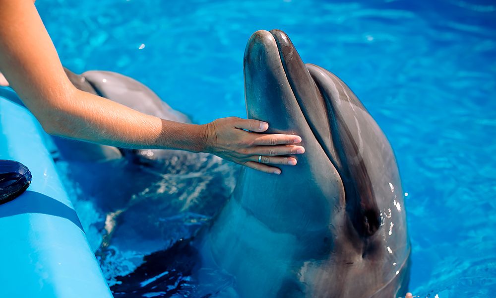 /api/cms/uploads/dolphins_301e202d85.jpg
