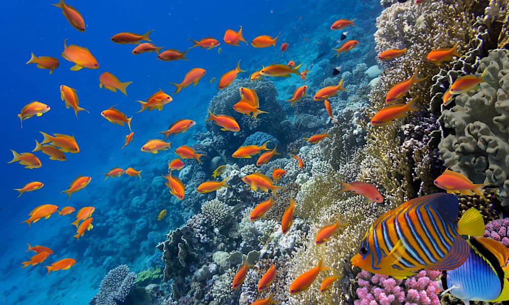 /api/cms/uploads/egypt_sharm_el_sheikh_underwater_ae64a0b0fc.jpg