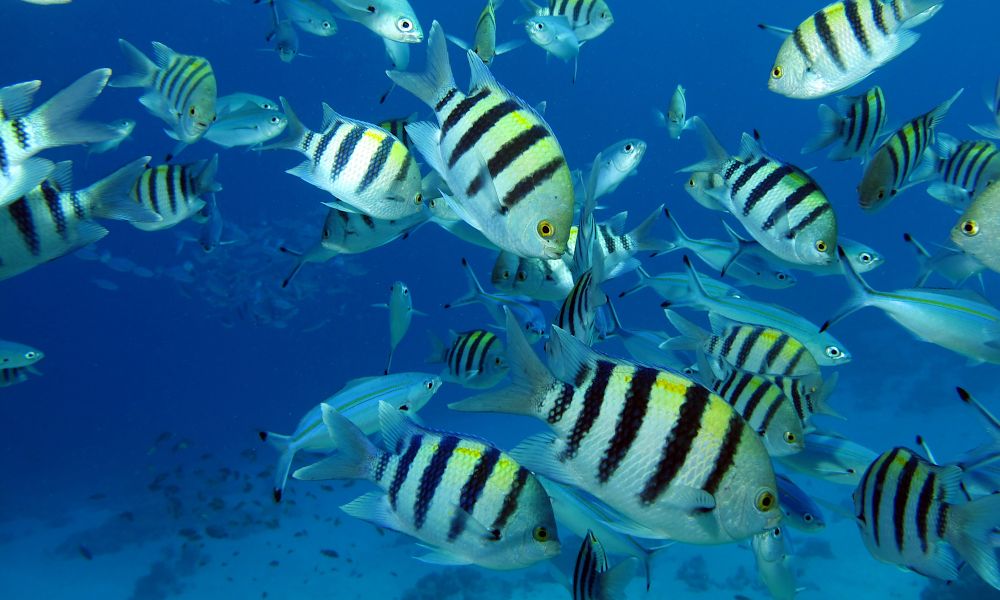 /api/cms/uploads/egypt_underwater_world_fish_4f532b8e6a.jpg