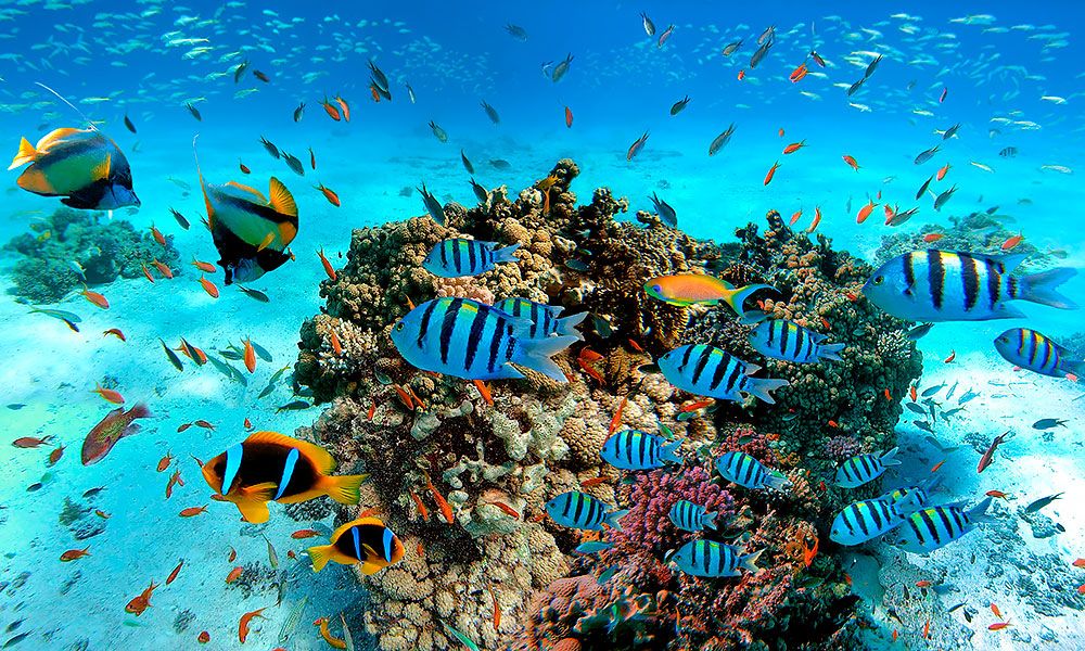 /api/cms/uploads/hurghada_fish_485d6f03eb.jpg