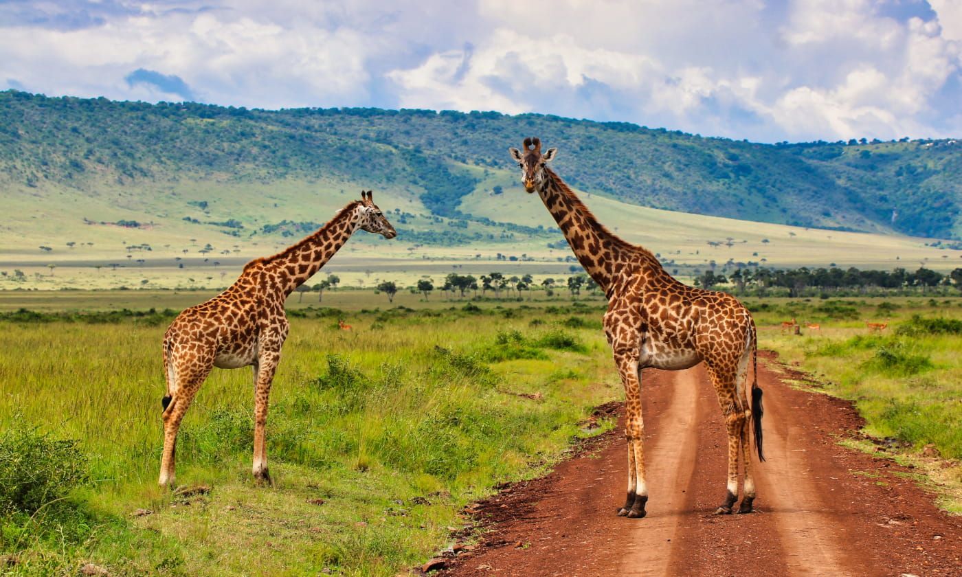 /api/cms/uploads/kenya_nws_03_95a3c38a6b.jpg