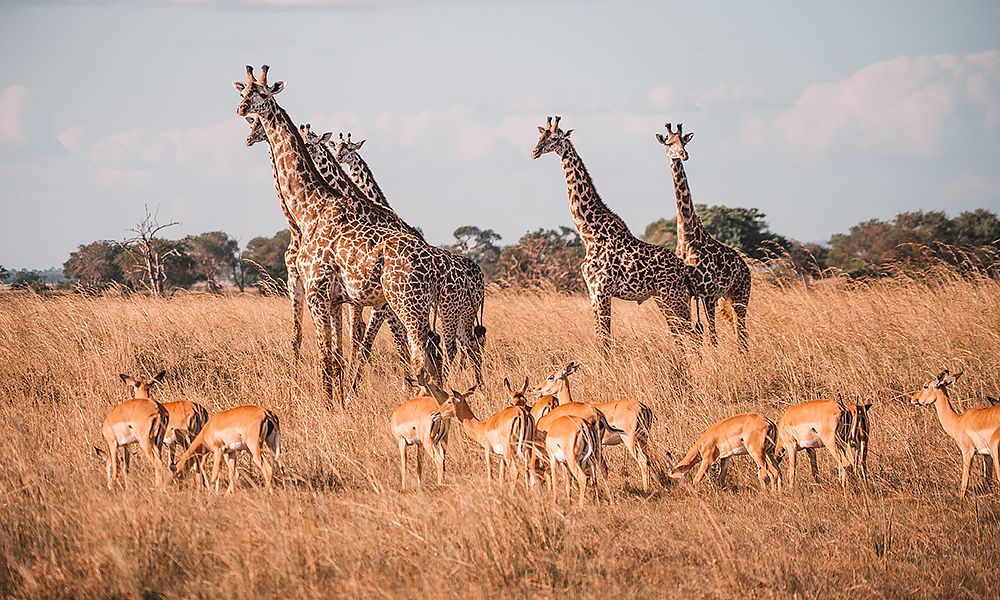 Rezervă pachetul Zanzibar + Safari cu Join UP!