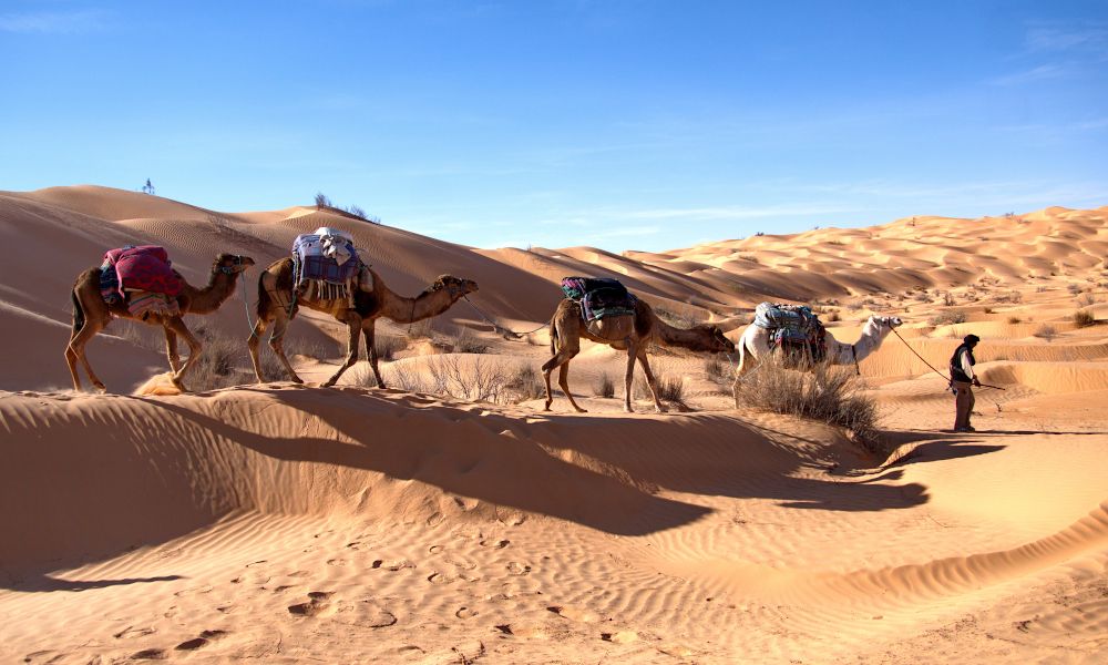 /api/cms/uploads/tunisia_Bedouin_cameleer_Sahara_Desert_outside_of_Douz_3cce34b877.jpg
